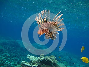 Lion Fish in the Red Sea in clear blue water hunting for food .