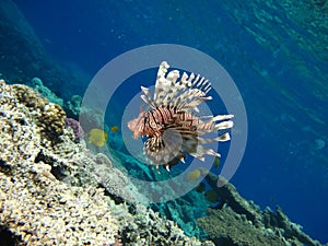 Lion Fish in the Red Sea in clear blue water hunting for food .