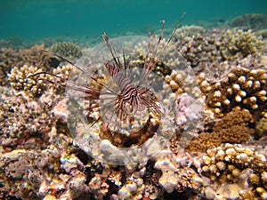 Lion Fish in the Red Sea in clear blue water hunting for food .