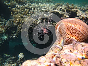 Lion Fish in the Red Sea in clear blue water hunting for food .