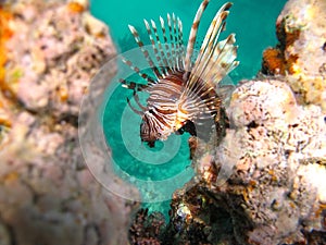 Lion Fish in the Red Sea in clear blue water hunting for food .