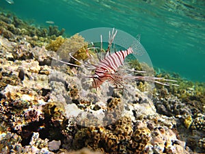 Lion Fish in the Red Sea in clear blue water hunting for food .