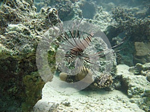 Lion Fish in the Red Sea in clear blue water hunting for food .