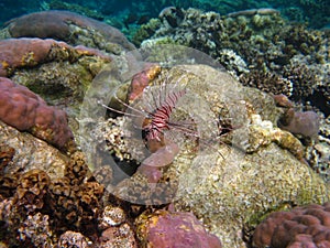 Lion Fish in the Red Sea in clear blue water hunting for food .