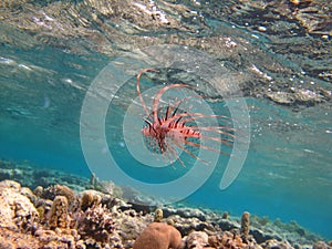 Lion Fish in the Red Sea in clear blue water hunting for food .