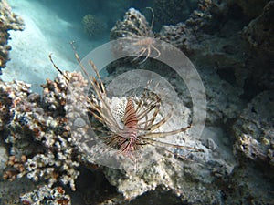 Lion Fish in the Red Sea in clear blue water hunting for food .