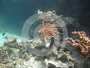 Lion Fish in the Red Sea in clear blue water hunting for food .