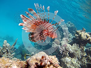 Lion Fish in the Red Sea in clear blue water hunting for food .