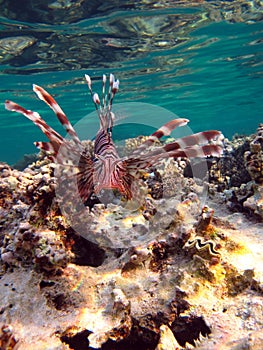 Lion Fish in the Red Sea in clear blue water hunting for food . Lionfish Warrior.