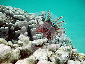 Lion Fish in the Red Sea in clear blue water hunting for food . Lionfish Warrior.