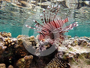 Lion Fish in the Red Sea in clear blue water hunting for food . Lionfish Warrior.