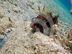 Lion Fish in the Red Sea in clear blue water hunting for food . Lionfish Warrior.