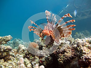 Lion Fish in the Red Sea in clear blue water hunting for food . Lionfish Warrior.