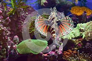 Lion fish is reef coral  a Vicious and Delicious Beauty