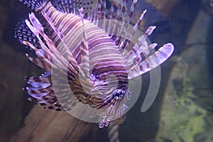 Lion Fish sea life center