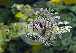 Lion Fish swimming underwater close up