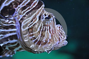 Lion fish in the water