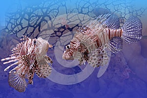 Lion-fishes