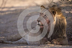 LION FOUND IN EAST AFRICAN NATIONAL PARKS