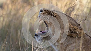 LION FOUND IN EAST AFRICAN NATIONAL PARKS