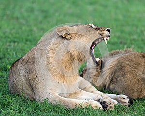 LION FOUND IN EAST AFRICAN NATIONAL PARKS