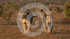 LION FOUND IN EAST AFRICAN NATIONAL PARKS