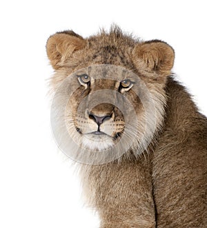 Lion in front of a white background