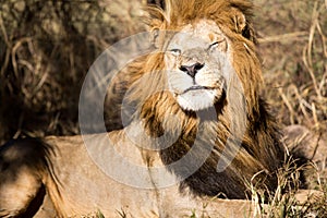 Lion in a game Park in Zimbabwe