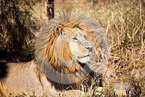 Lion in a game Park in Zimbabwe