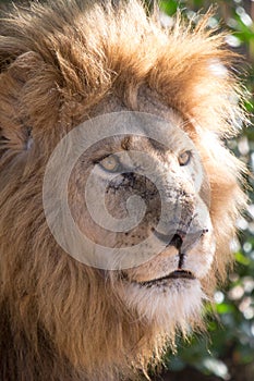 Lion in a game Park in Zimbabwe