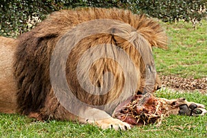 Lion gnawing on raw meat photo