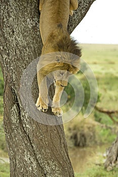Lion going down a tree