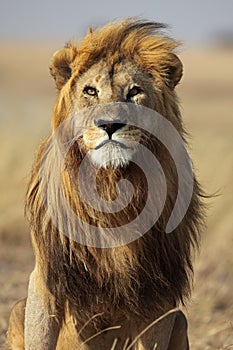 Lion with golden mane, Serengeti, Tanzania