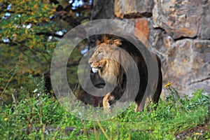 Lion in grass