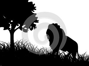 Lion in the grass