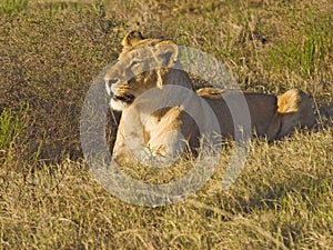 Lion in Grass