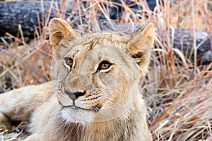 Lion in grass