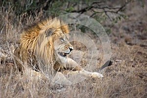 Lion in grass at game reserve safari park