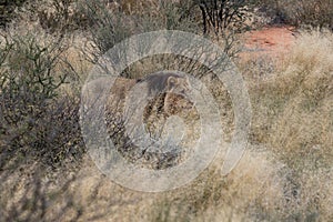 The lion in the grassland of the Namibian