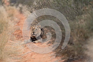 The lion in the grassland of the Namibian