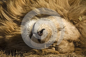 Lion the great African predator resting on the African savannah in South Africa