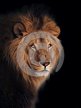 Lion great king of animals isolated at black