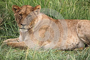 Lion On Green Grass