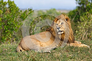 Lion Grimace in Masai Mara photo