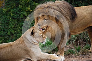 Lion Grooming a Lioness