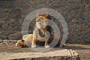 Lion guard