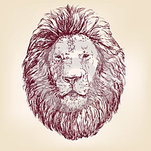 Lion hand drawn vector llustration