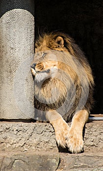 Lion having a doze in the sun photo