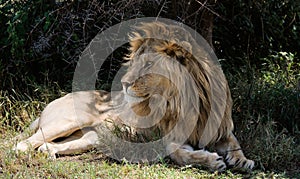 Lion having a rest in a shade.