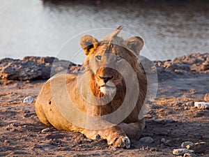 Lion having a rest